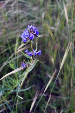 Yeşil yapraklı kır çiçekleri Bir yaz günü mavi gökyüzüne karşı