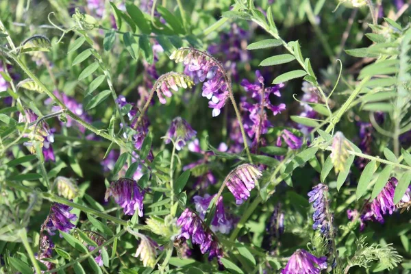 青い空に向かって夏の日に緑の葉を持つ野の花 — ストック写真