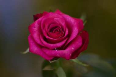 Yaprakların üzerine çiğ damlaları damlayan kırmızı gül sıcak bir yaz akşamında yatar.