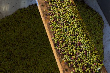 Ahşap bir tahtanın üzerinde yeşil zeytin yığını ve arka planda toplanmış zeytin yığınının stok fotoğrafı. Petrol çıkarma sürecinin bir parçası.