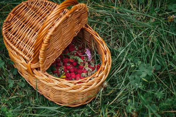 Stock Photo Wild Raspberries Wicker Basket Grass — Stock Photo, Image
