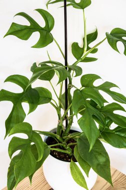 Monstera minima (Rhaphidophora Tetrasperma) beyaz arka planda egzotik ev bitkisi. Ahşap bir bitki standında yemyeşil yapraklı egzotik bitkiler..