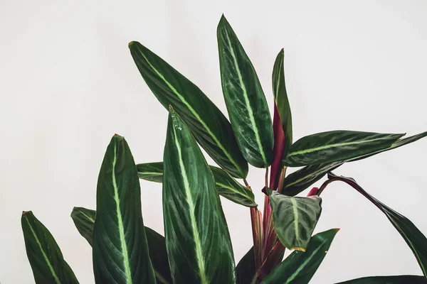 Prayer Plant Stromanthe Sanguinea White Background Close Beautiful Foliage Stromanthe — Stock Photo, Image