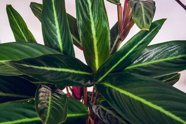 Planta Oración Stromanthe Sanguinea Sobre Fondo Blanco Primer Plano Hermoso — Foto de Stock