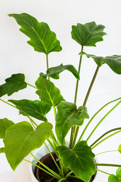 Φυτό Philodendron Xanadu Λευκό Φόντο Κοντινό Πλάνο Εξωτικό Φυτό Εσωτερικού — Φωτογραφία Αρχείου