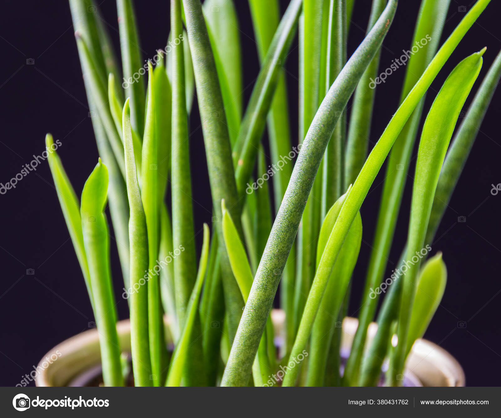 Close Leaves Snake Plant Sansevieria Bacularis Dark Background Attractive Succulent Stock Photo C Maritxu22 380431762