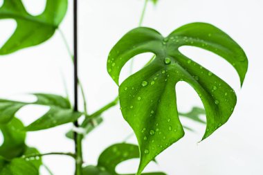 Beyaz arka planda su damlacıkları olan raphidophora tetrasperma (canavar minima) yaprağı. Egzotik, modaya uygun ev bitkisine yakın çekim.