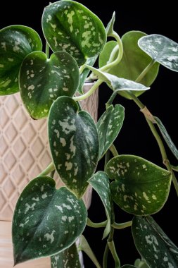 Satin pothos (Scindapsus pictus 'Argyraeus'), arka planda beyaz tencerede bulunan bir bitki türü. Karanlık zemine karşı güzel bir tesise yakın çekim..