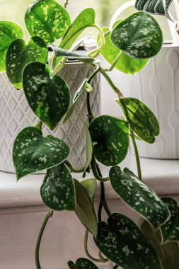 Saten pothos (scindapsus pictus) bir pencere pervazında beyaz bir çömlek içinde. Yapraklarında gümüş lekeler olan çekici bir bitkinin sarmaşıkları..