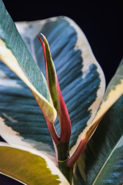 Ficus Elastica var 'da yeni bir yaprak oluşumuna yakın çekim. Tineke.