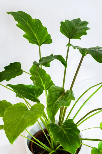 Philodendron Xanadu Planta Fundo Branco Close Folhagem Verde Jovem Philodendron — Fotografia de Stock