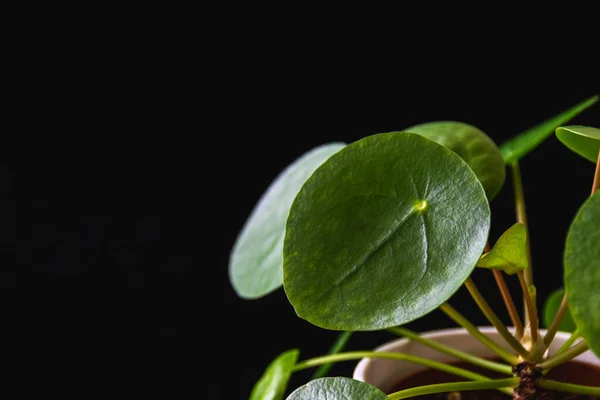 Chinese money plant (pilea peperomioides) forming attractive green rosettes. Low-key closeup on a striking houseplant on a dark background.