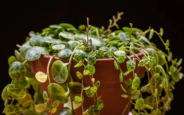 어두운 배경에는 Peperomia Prostrata 줄지어 덩굴의 아름다운 식물의 — 스톡 사진