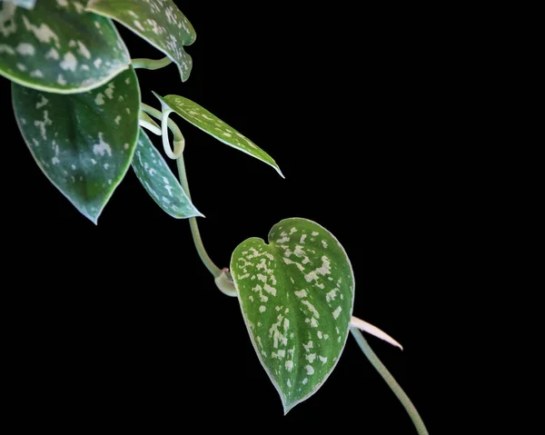 Лоза Satin Pothos Scindapsus Pictus Темном Фоне Привлекательная Деталь Листвы — стоковое фото