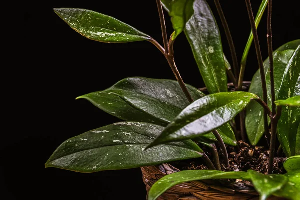 Wax Plant Hoya Pubicalyx Variegated Foliage Black Background Exotic Hoya — Stock Photo, Image