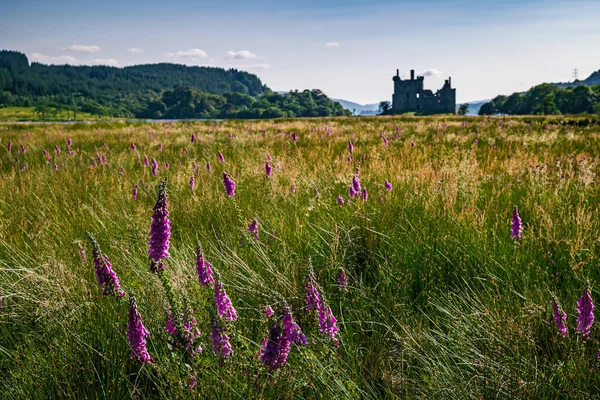 Paysage Estival Rural Écossais Avec Champ Plein Fleurs Sauvages Violettes — Photo