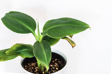Beyaz arka planda küçük Musa Dwarf Cavendish muz bitkisi. Güzel egzotik bitki ayrıntıları.