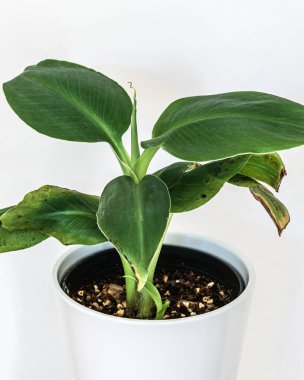 Beyaz arka planda küçük Musa Dwarf Cavendish muz bitkisi. Güzel egzotik bitki ayrıntıları.