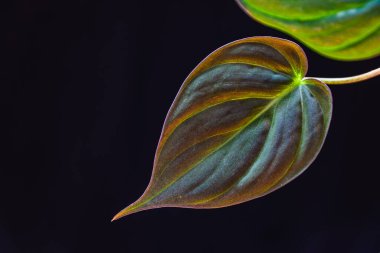 Kadife gibi bir filodendron yaprağına yakın çekim karanlık bir arkaplanda mikanları tarar.