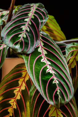 Karanlık bir arka planda bir dua bitkisinin yapraklarına (maranta leuconeura var erythroneura) yakın çekim.