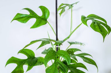 Monstera Minima (Rhapidophora Tetrasperma) beyaz arka planda su damlacıkları ile.