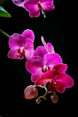 Siyah bir arka planda güve orkidesi (Phalaenopsis orkidesi). Siyah zemine karşı egzotik bir çiçeğin güzel morumsu çiçeklerine yakın plan.