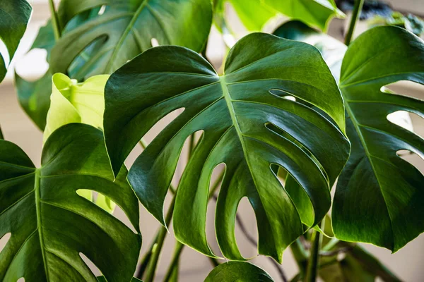 İsviçre peyniri bitkisinin büyük yeşil yaprakları namı diğer Monstera Deliciosa içeride.