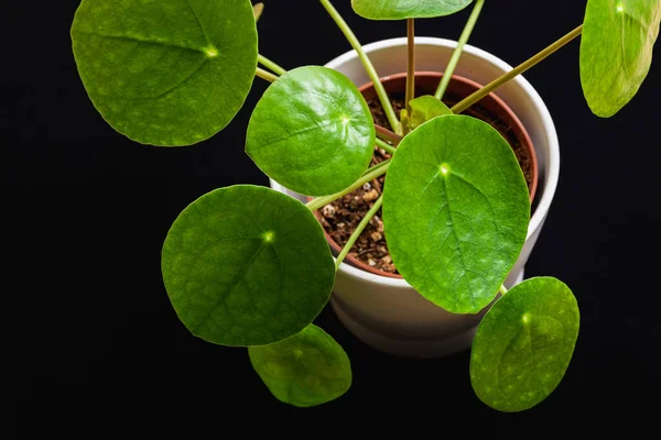 Vista Cima Para Baixo Uma Fábrica Dinheiro Chinesa Pilea Peperomioides — Fotografia de Stock