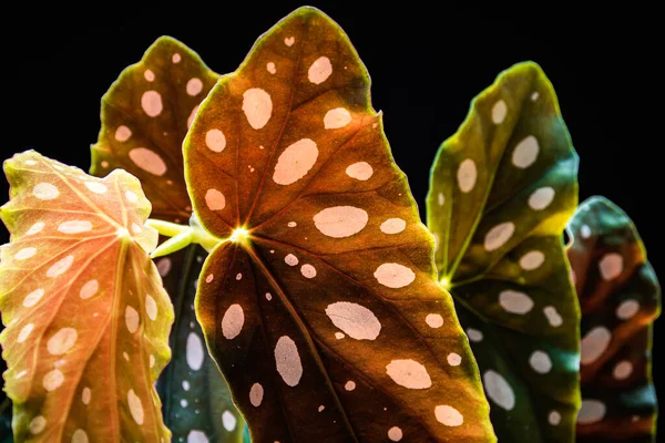 Крупный План Polka Dot Begonia Maculata Var Wightii Houseplant Уникальные — стоковое фото