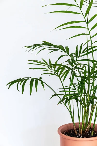 Крупным Планом Тонких Пернатых Листьях Маленькой Пальмы Chamaedorea Elegans Белом — стоковое фото