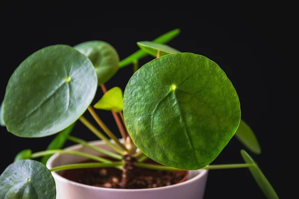 Low Key Closeup Chinese Money Plant Pilea Peperomioides Forming Attractive — Stock Photo, Image