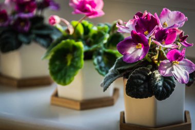 Afrika menekşeleri (Streptocarpus Mezhebi. Saintpaulia) pembe ve mor çiçeklerle güneşli bir pencere pervazında dekoratif kaplarda.