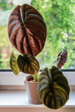 Alocasia Cuprea Red Secret güneşli pencere pervazında egzotik ev bitkisi.
