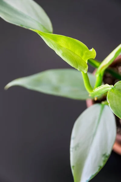 Folhagem Philodendron Hastatum Visão Cima Para Baixo Uma Nova Folha — Fotografia de Stock