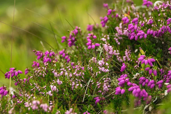 Scottish Heather Full Bloom Making Nice Blurred Natural Background — Stock Photo, Image