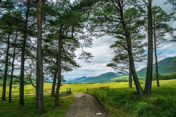 Route Menant Une Vallée Verdoyante Pittoresque Dans Les Highlands Écossais — Photo