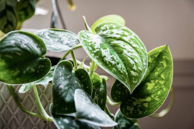 Pencere pervazında saten pothos (scindapsus pictus) bitkisi. Yapraklarında gümüş lekeler olan çekici bir bitkinin sarmaşıkları..