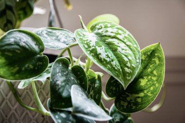 Satin pothos (scindapsus pictus) houseplant on a window sill. Vines of an attractive houseplant with silvery blotches on the leaves. clipart