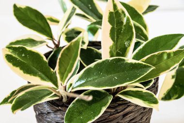 Hoya carnosa varyasyonunun çeşitlendirilmiş yaprakları beyaz arka planda 
