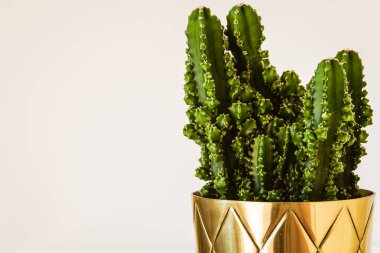 Pirinç ekicinin içindeki Cereus Peruvianus 'Paolina' kaktüsü. Egzotik ve modaya uygun bir ev bitkisine yakın çekim.
