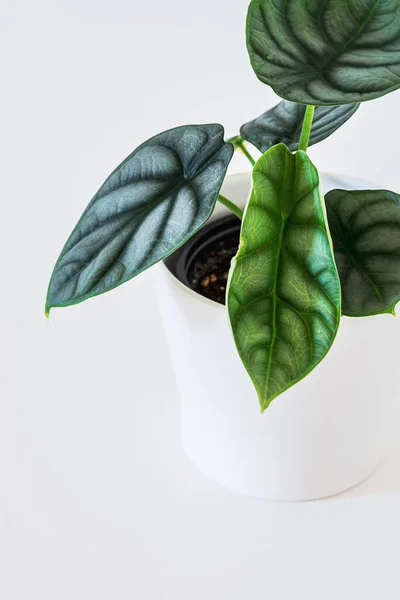 Alocasia Silver Dragon Plantlet Com Folhas Verdes Brilhantes Fundo Branco — Fotografia de Stock