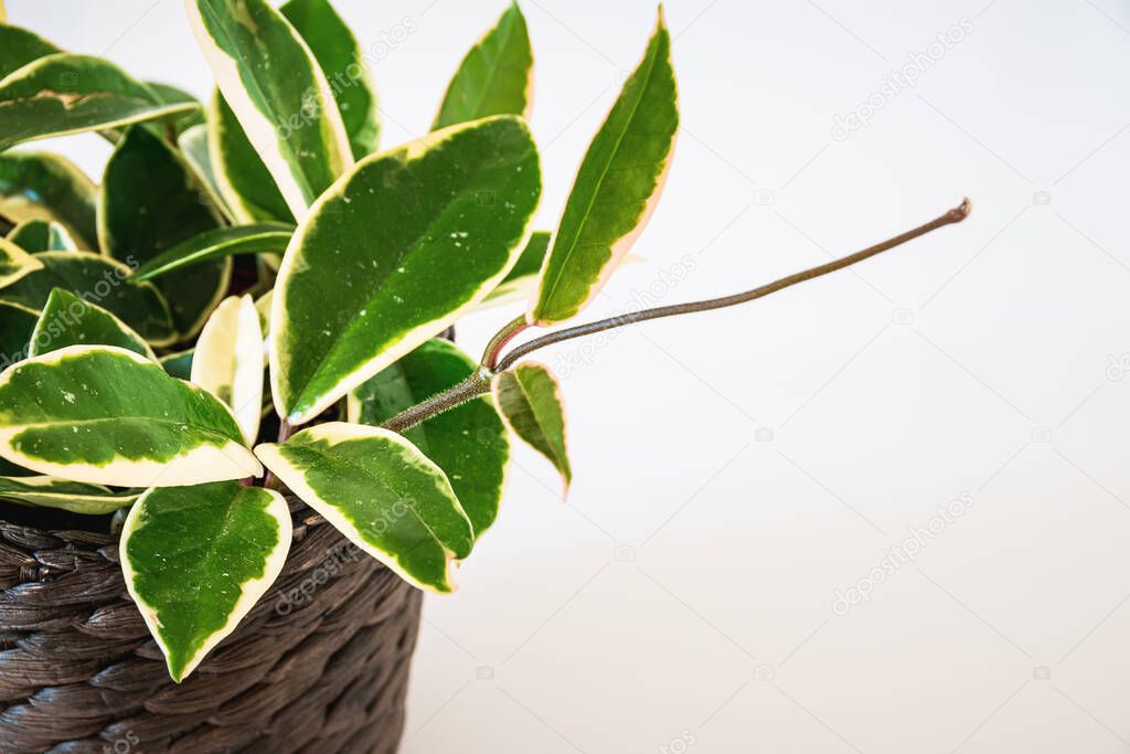 Variegated foliage of hoya carnosa variegata 