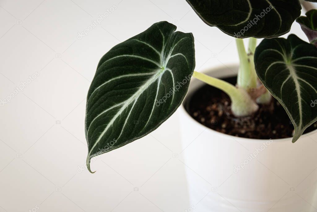 Alocasia reginula 'black velvet' leaf. Tropical potted plant on a white background. Exotic trendy houseplant detail.