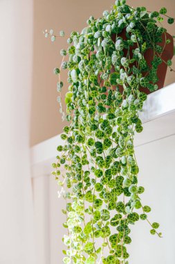 Peperomia prostrata, nam-ı diğer beyaz arka planda 