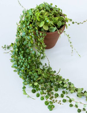 Peperomia prostrata, nam-ı diğer beyaz arka planda 