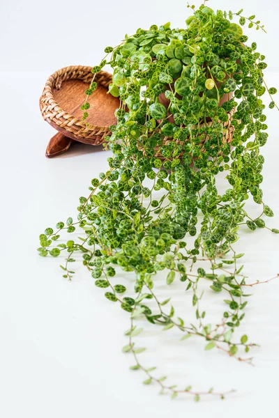 Peperomia prostrata, nam-ı diğer beyaz arka planda 