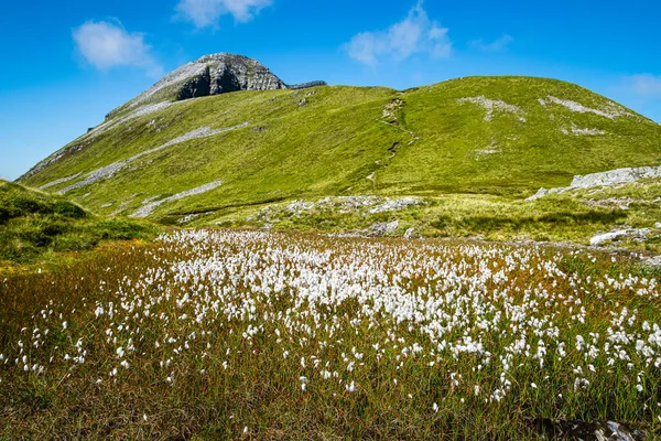 Yazın yeşil İskoç tepeleri. Mamores 'in yaz manzarası İskoç Dağları' nda yeşil çimenler ve mavi gökyüzü.