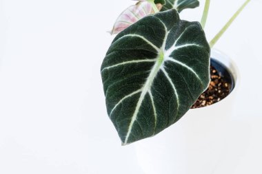 Alocasia reginula 'nın siyah kadife yaprağı. Beyaz arka planda tropik saksı bitkisi. Egzotik moda ev bitkisi ayrıntıları.