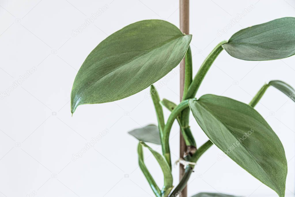 Philodendron hastatum 