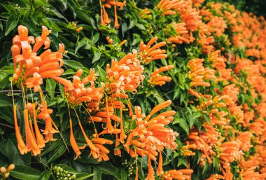 Portakallı hanımeli çiçekleri güzel bir çiçeğe dönüşüyor..